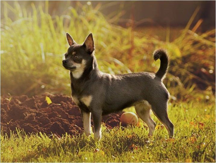 Условия на съдържание и правила за Chihuahua