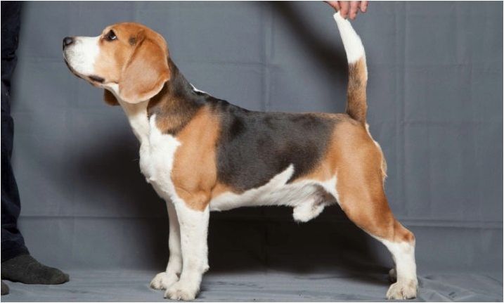 Вариации на цвета на породата Beagle