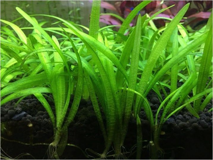 Видове аквариумни растения