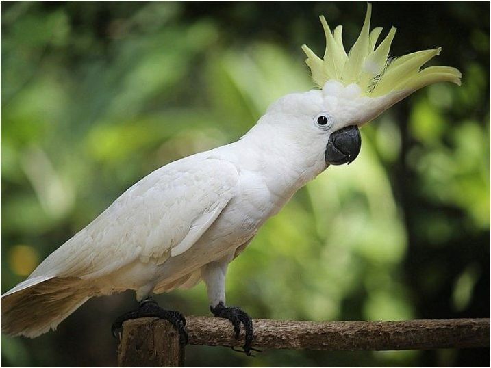 Видове средни папагали и правила на тяхното съдържание