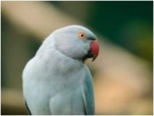 Видове средни папагали и правила на тяхното съдържание