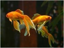 Видове златни рибки