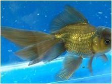 Видове златни рибки