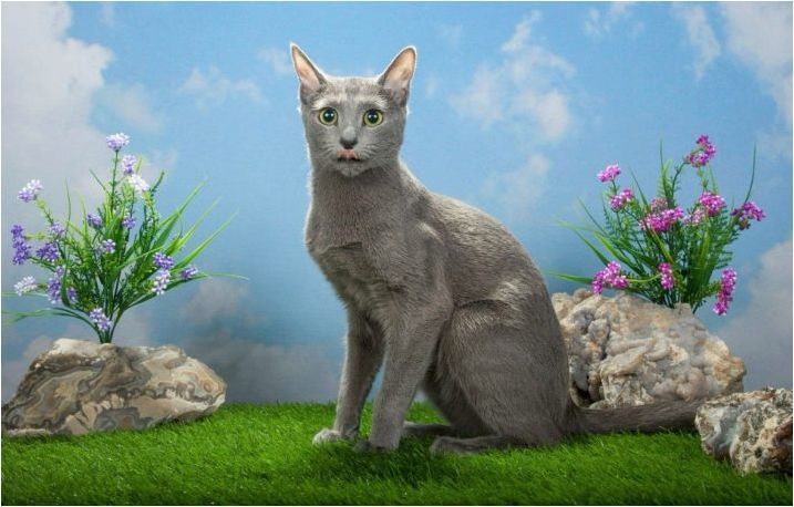 Всичко, което трябва да знаете за руските сини котки