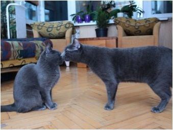 Всичко, което трябва да знаете за руските сини котки