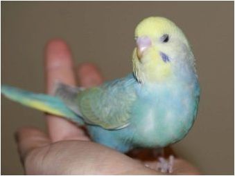Всичко, което трябва да знаете за вълнообразните папагали