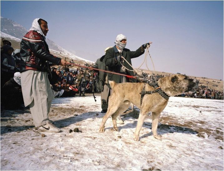 Всичко за афганистанските овчари