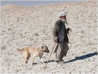 Всичко за афганистанските овчари