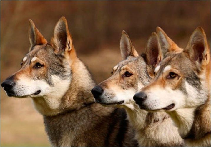 Всичко за кучетата на вълците сарлос