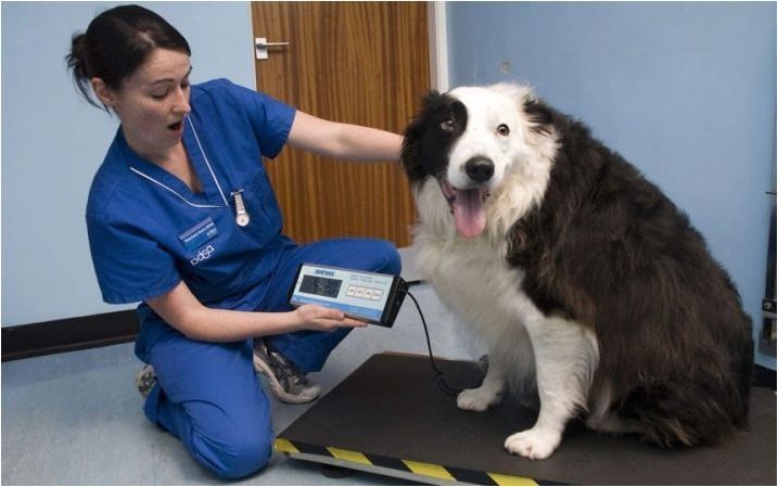 Всичко за размери на кучета: сортове и методи за измерване