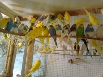 Всичко за вълнообразните папагали