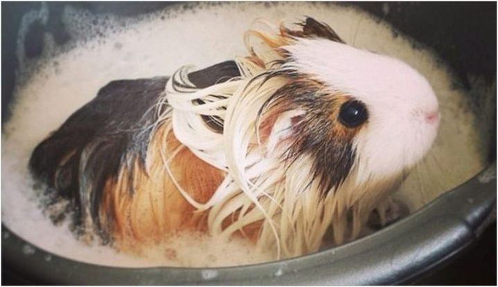 Възможно ли е да къпете морски свинчета и как да го направите??