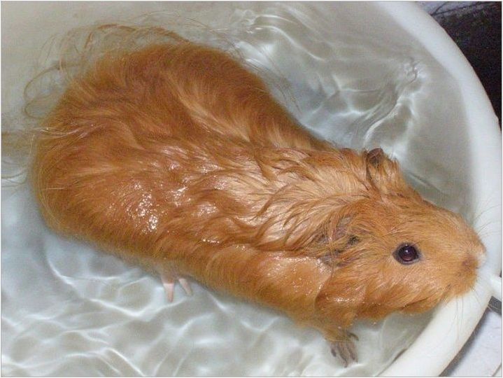 Възможно ли е да къпете морски свинчета и как да го направите??