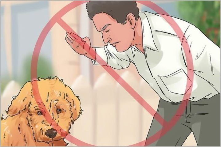 Възможно ли е да накажете кучето и как да го направите правилно?