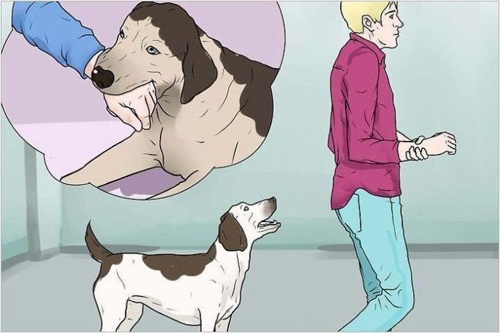 Възможно ли е да накажете кучето и как да го направите правилно?