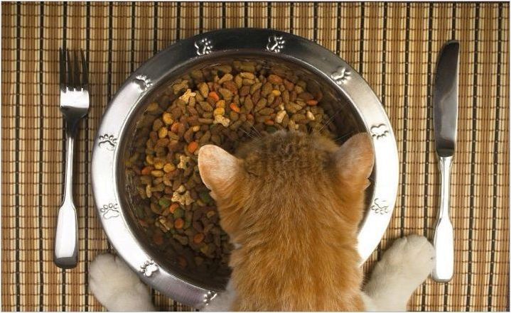Възможно ли е да се хранят котката само суха храна и как да го направите?