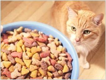 Възможно ли е да се хранят котката само суха храна и как да го направите?