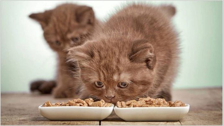 Възможно ли е да се нахрани котката суха и влажна храна едновременно?