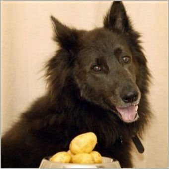 Възможно ли е да се получат картофи за кучета и кои ограничения съществуват?