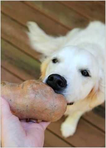 Възможно ли е да се получат картофи за кучета и кои ограничения съществуват?