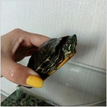 Възможно ли е да се запази червеникава костенурка без вода и колко дълго?