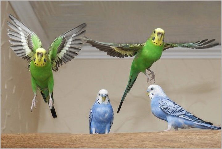 Възпроизвеждане на вълнообразни папагали у дома