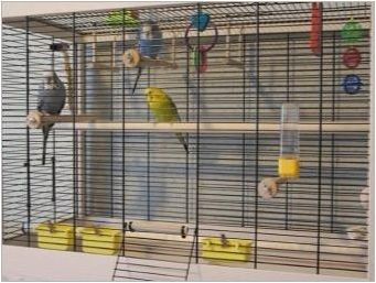 Възпроизвеждане на вълнообразни папагали у дома