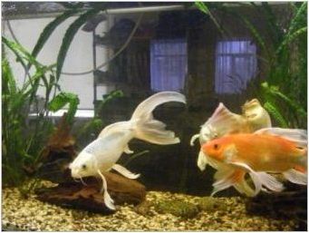 Waulehevost Fish: описание, разновидности, съдържание и размножаване