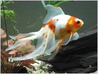 Waulehevost Fish: описание, разновидности, съдържание и размножаване
