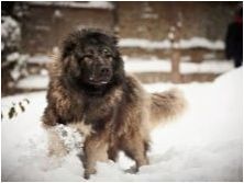 Wolfhounds: описание на породите, историята, характеристиките на съдържанието и възпитанието