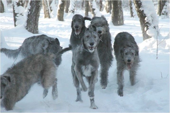 Wolfhounds: описание на породите, историята, характеристиките на съдържанието и възпитанието