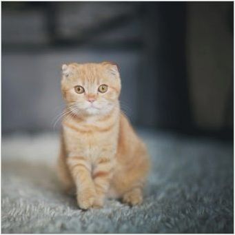 За шотландски сгъваеми котки с цвят джинджифил