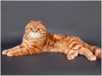 За шотландски сгъваеми котки с цвят джинджифил