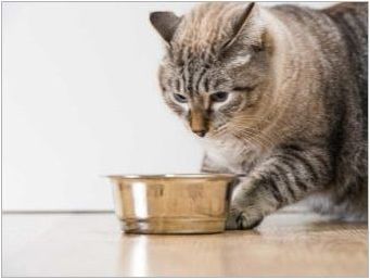 Защо котките погребват храната?