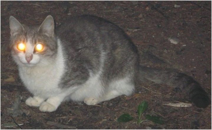 Защо котките в тъмните блестящи очи?