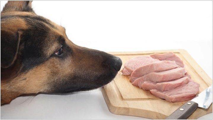 Защо кучетата не могат да дадат свинско месо?