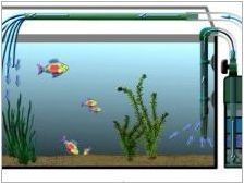Защо водата цъфти в аквариума и как да се справят с него?