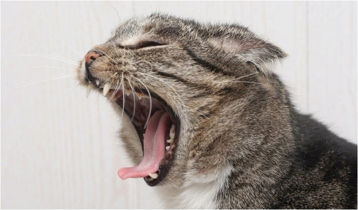 Зъби на котката: количество, структура и грижа за тях