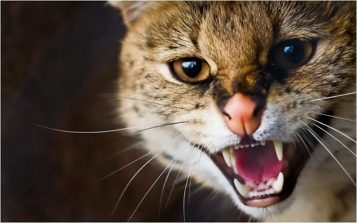 Зъби на котката: количество, структура и грижа за тях