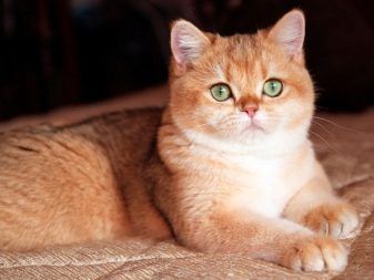 Златна британска чинчила: описание на котките, характеристиките и правилата за грижа