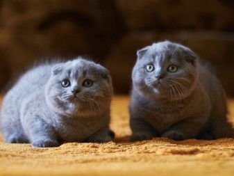Зли котки: порода и проявление на агресията им