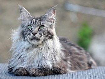 Зли котки: порода и проявление на агресията им