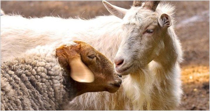 Година на кози: характеристики и съвместимост