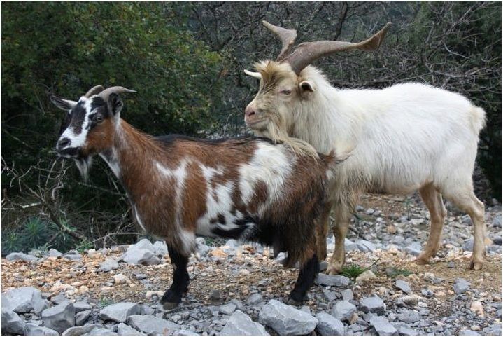Година на кози: характеристики и съвместимост