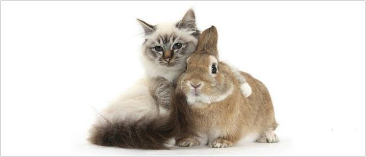 Година на заек (котка): характеристики и съвместимост