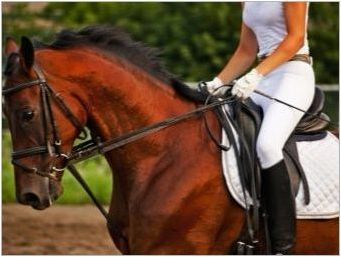 Конна езда: предимства, недостатъци и основни препоръки
