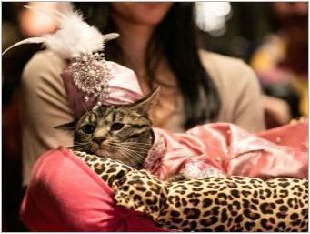 Подиум в Ню Йорк Заснети необичайни модели: котките дойдоха при него за първи път