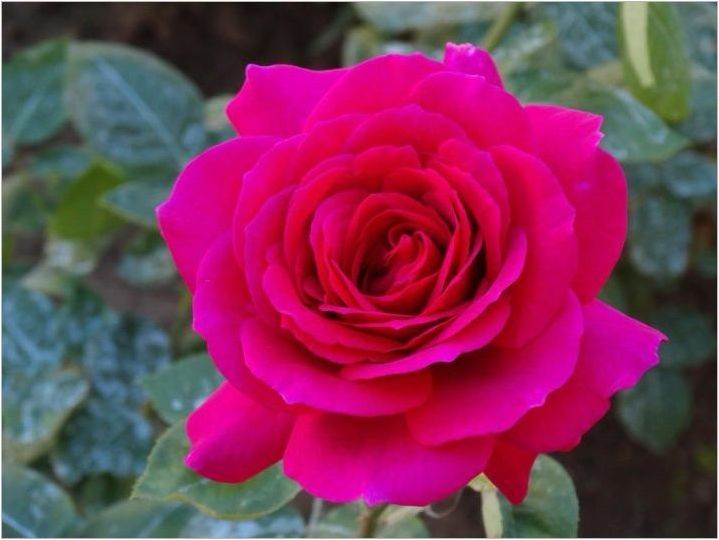 Парфюмни функции с розов аромат