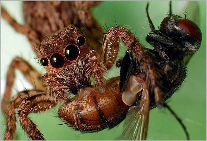 Arachnofobia: симптоми и начини за елиминиране