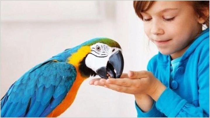 Страх от птици: причини, прояви и лечение